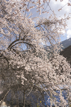 林芝桃花