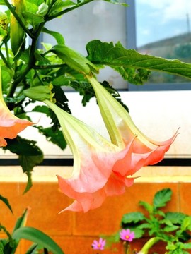 曼陀羅花