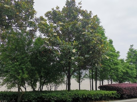 河邊綠化帶