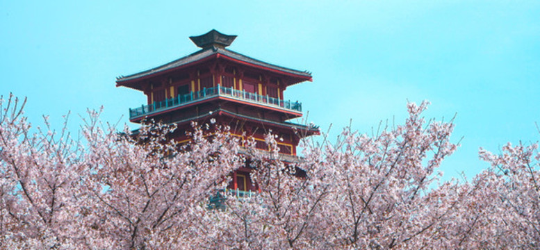 櫻花