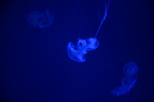 水母