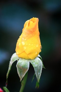 花蕾