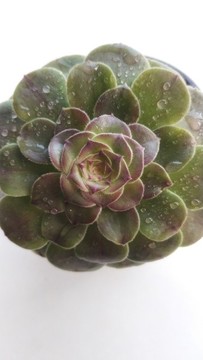 蓮花掌多肉植物