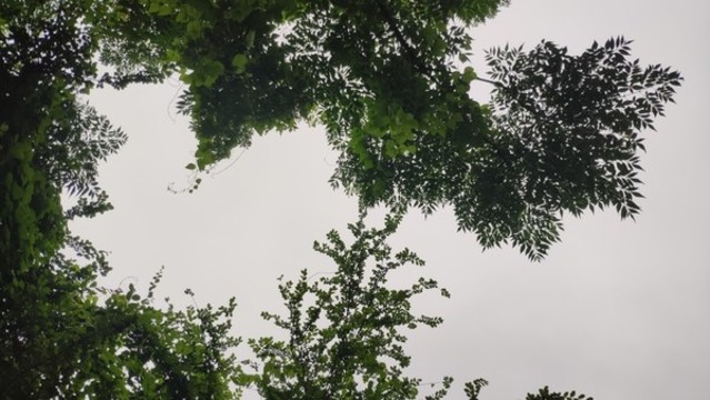 樹林