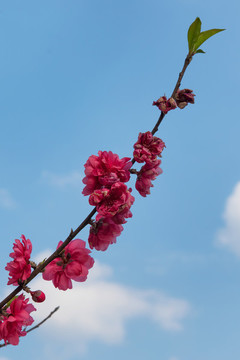 桃花