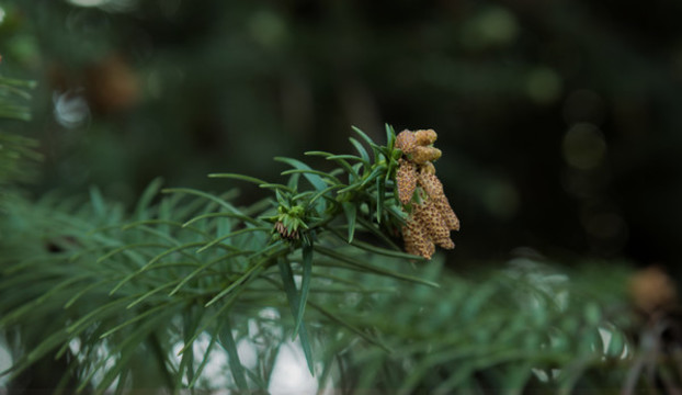 油杉樹