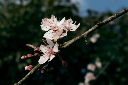 桃花