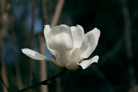 玉蘭花