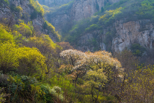 濟南南部山區(qū)楊家寨連翹花開04