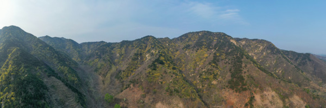 濟南南部山區(qū)梯子山連翹花開06