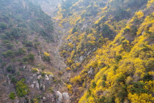 濟(jì)南南部山區(qū)梯子山連翹花開(kāi)17