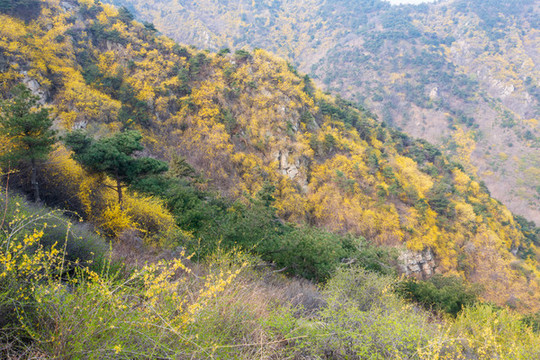 濟(jì)南南部山區(qū)梯子山連翹花開18