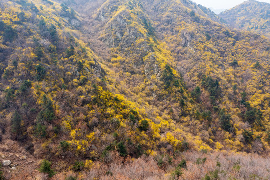 濟南南部山區(qū)梯子山連翹花開51
