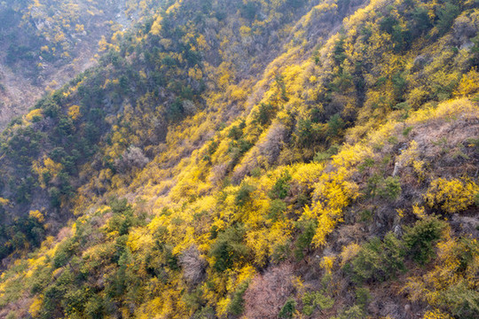 濟(jì)南南部山區(qū)梯子山連翹花開(kāi)24