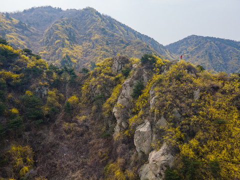 濟(jì)南南部山區(qū)梯子山連翹花開54