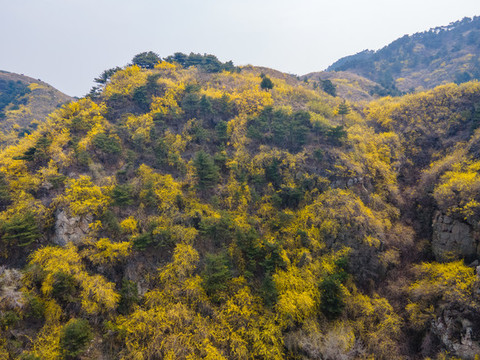 濟南南部山區(qū)梯子山連翹花開60