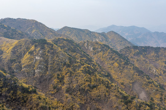 濟南南部山區(qū)梯子山連翹花開33