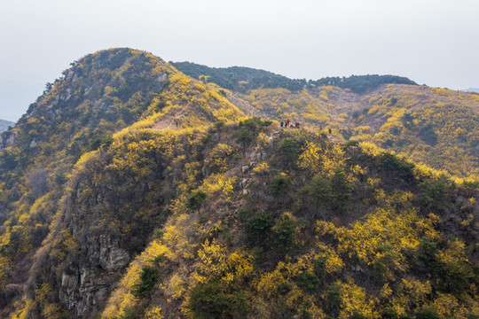 濟(jì)南南部山區(qū)梯子山連翹花開(kāi)39