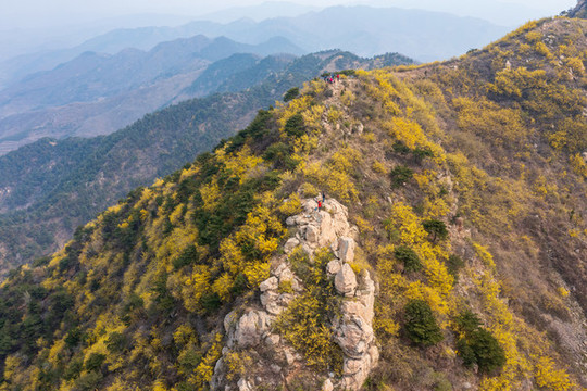 濟(jì)南南部山區(qū)梯子山連翹花開40