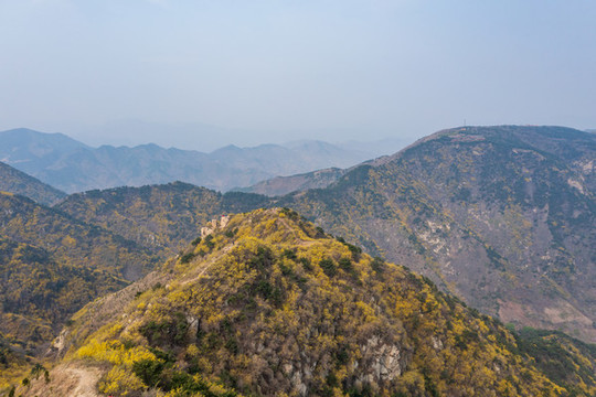 濟(jì)南南部山區(qū)梯子山連翹花開(kāi)43