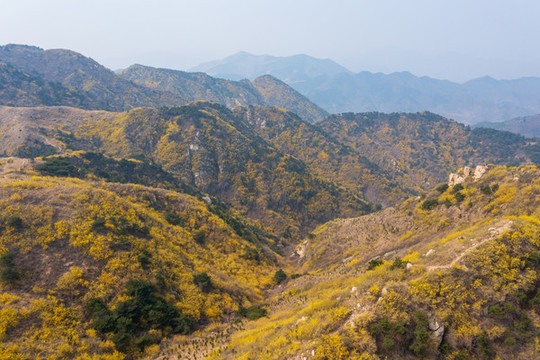 濟南南部山區(qū)梯子山連翹花開46