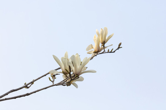 玉蘭花