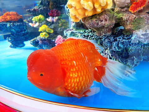 金魚蘭壽