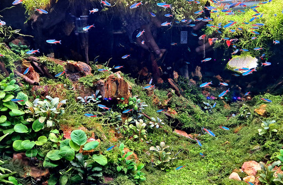 水族箱熱帶魚