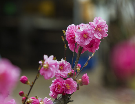 桃花