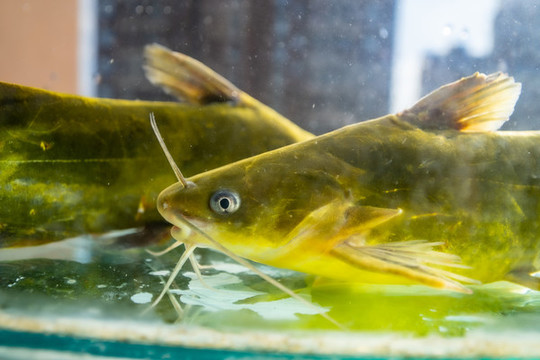 昂刺魚