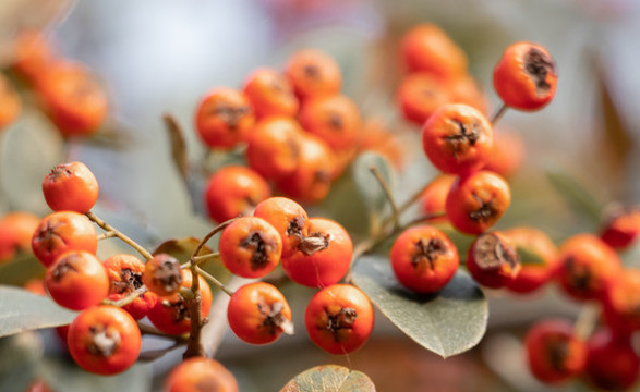 火棘紅果