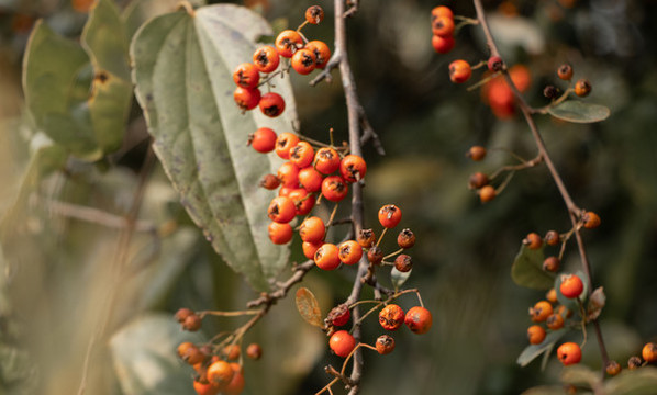 火棘紅果