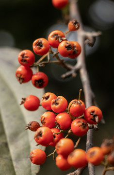火棘紅果