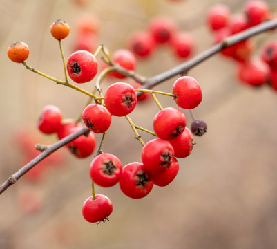 火棘紅果