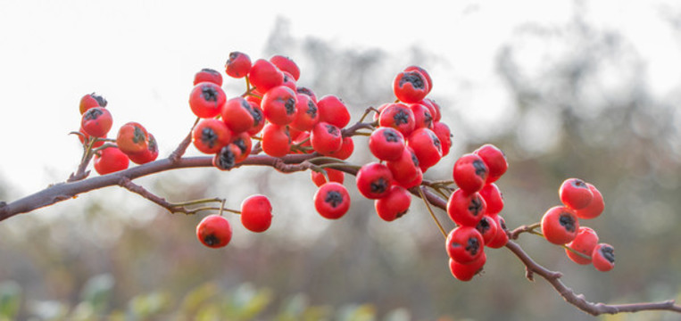 火棘紅果