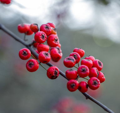 火棘紅果
