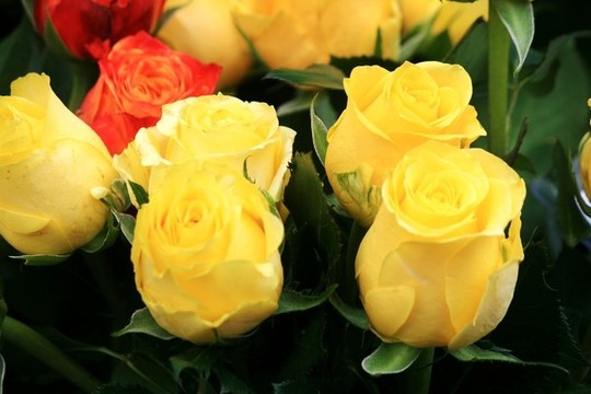 玫瑰花