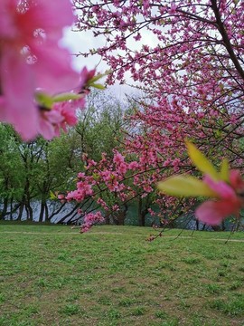 桃花開(kāi)