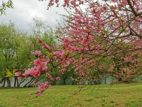 桃花開