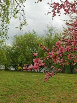 桃花開