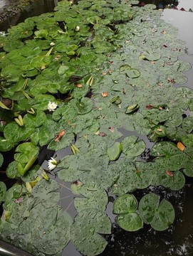 水花