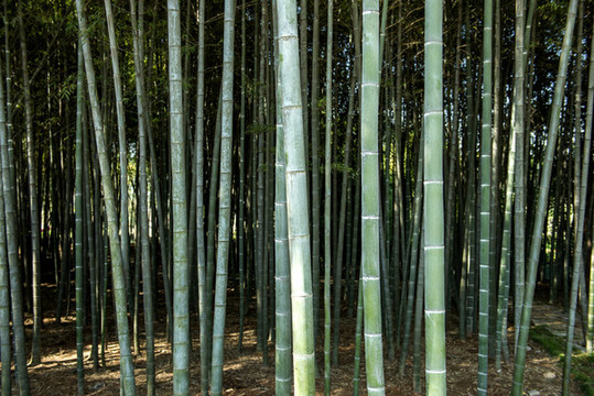 竹林