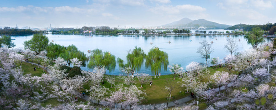 櫻花盛開在玄武湖畔