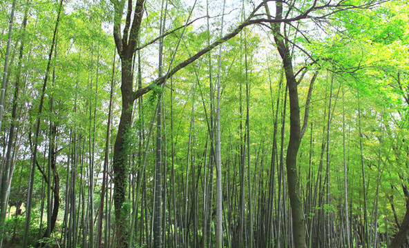 清新養(yǎng)眼樹(shù)林竹林