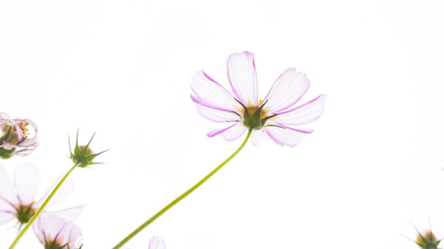 波斯菊