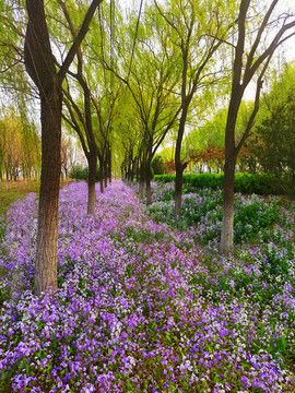 森林公園
