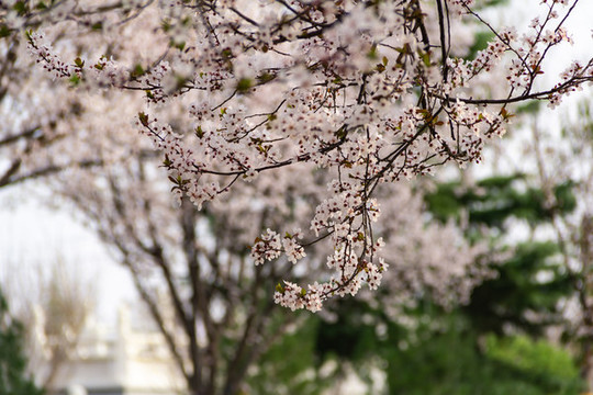 櫻花樹