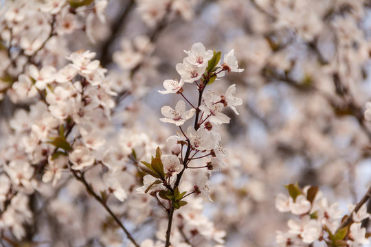 櫻花