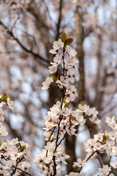 櫻花