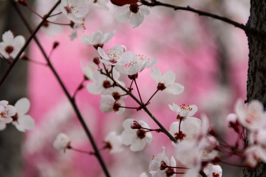 櫻花